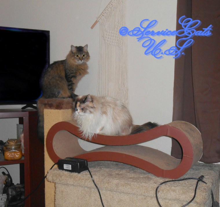 Raena and Zebby sit on scratchers