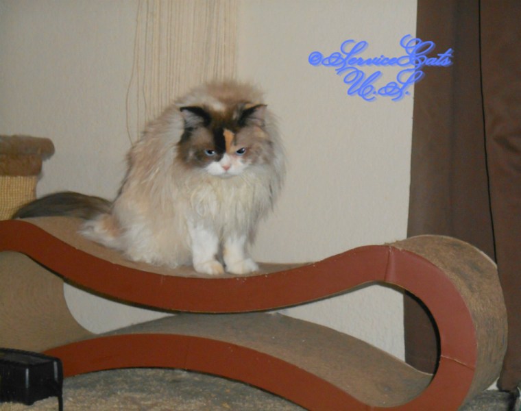 Raena sits on scratcher