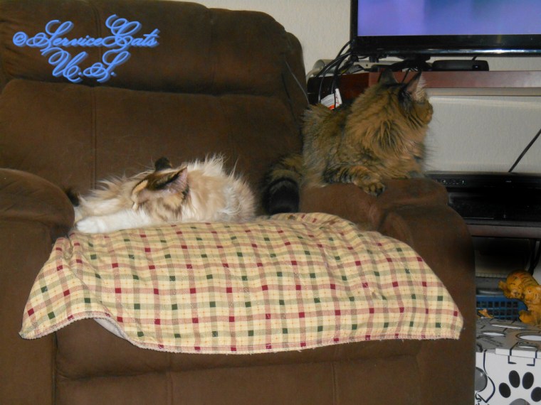 Raena sleeps in chair while Zebby watches tv from the arm