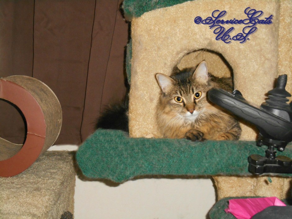 Zebby lays in house on liberty cay tree