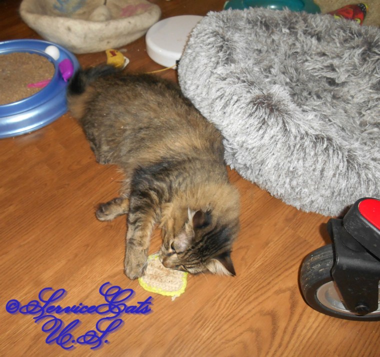 Zebby plays with his silvervine toast