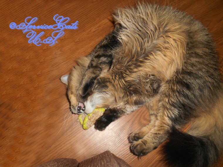 Zebby plays with his silvervine toast