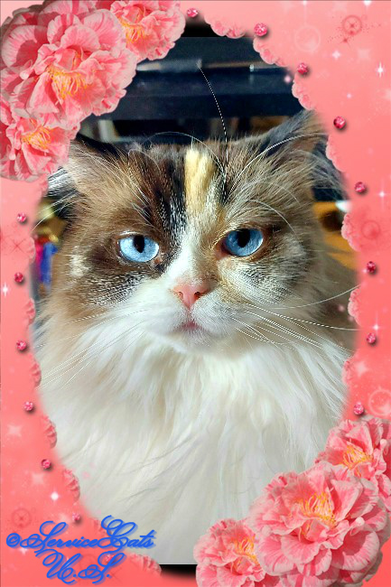 RaenaBelle in oval frame surrounded by peach flowers