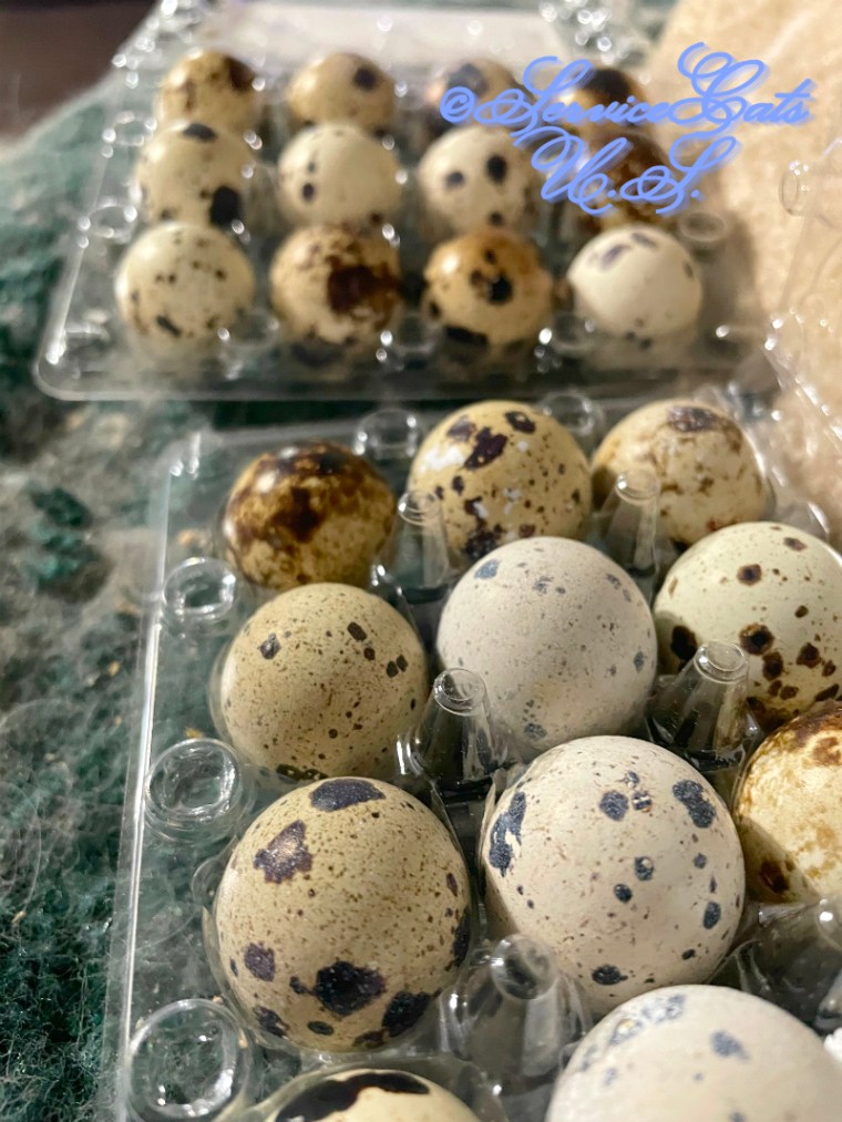 2 dozen quail eggs
