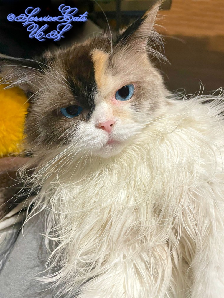 Raena lays in lap looking pretty, selfie