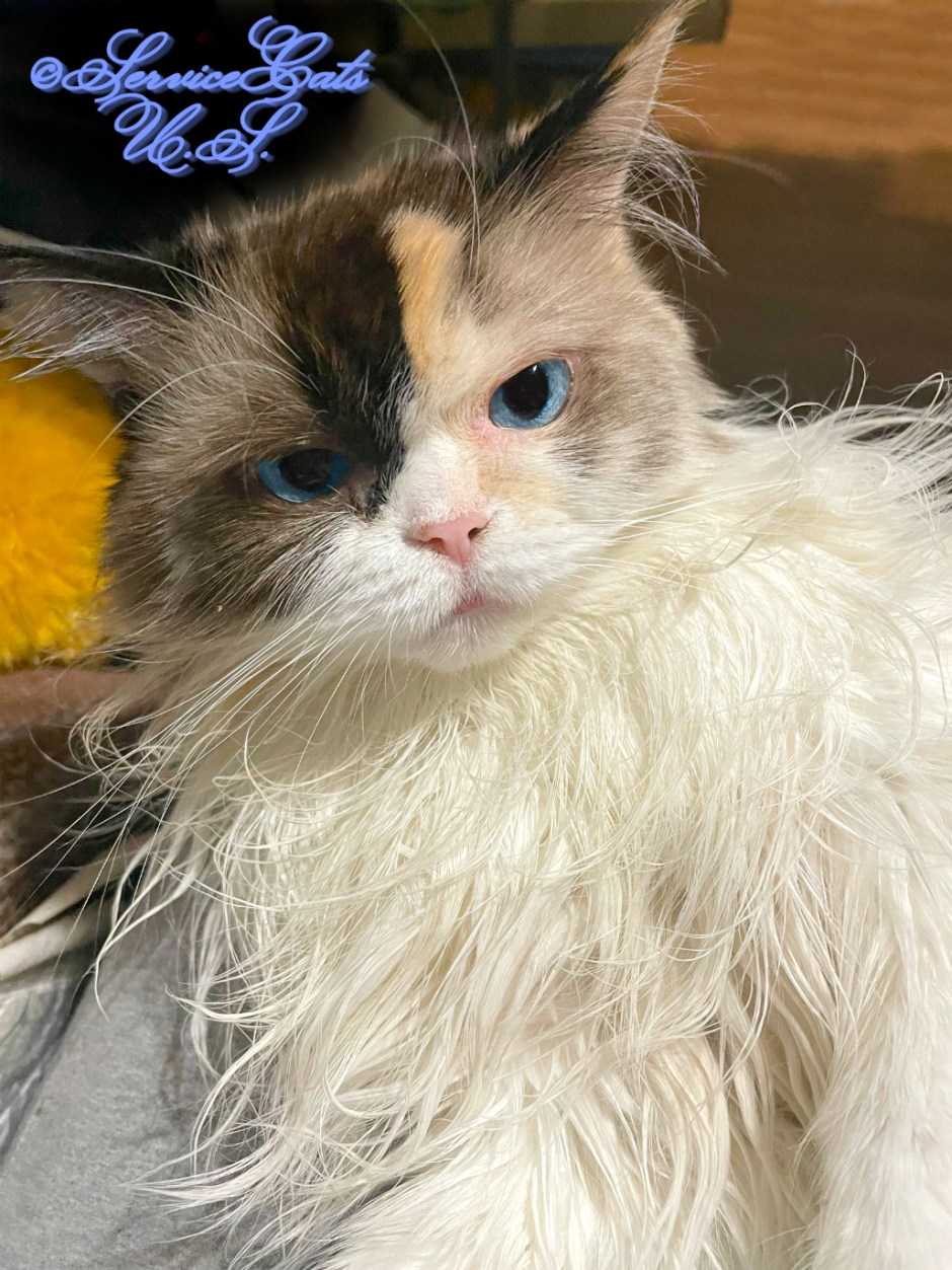 Raena lays in lap looking pretty, selfie