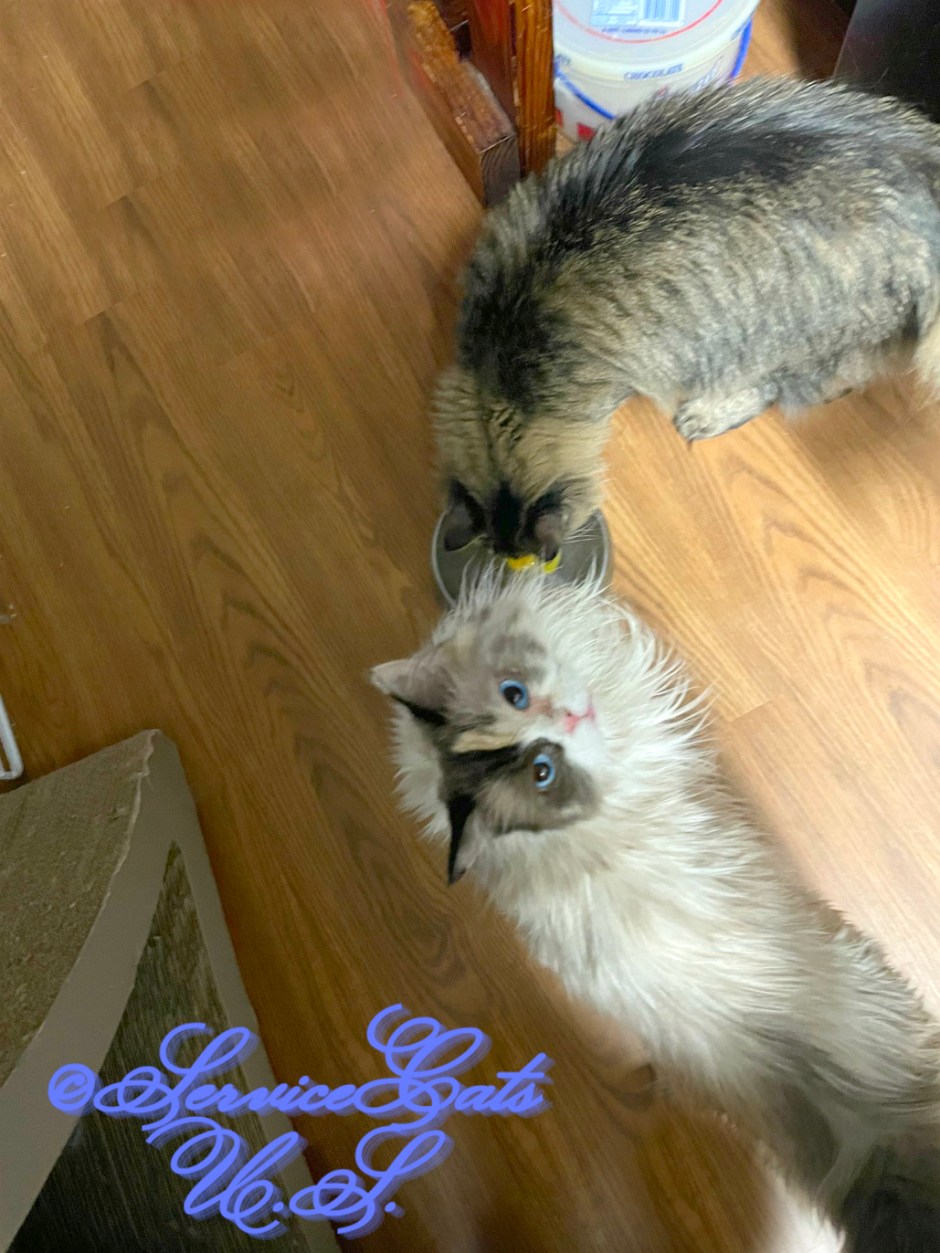 Raena looks up while Zebby eats her quail egg treat