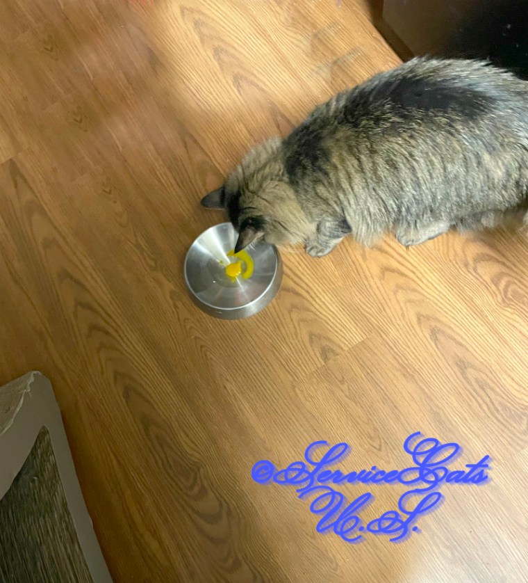 Zebby eats his quail egg yolk treat