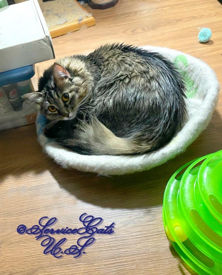 Zebby curls up on the cat ball