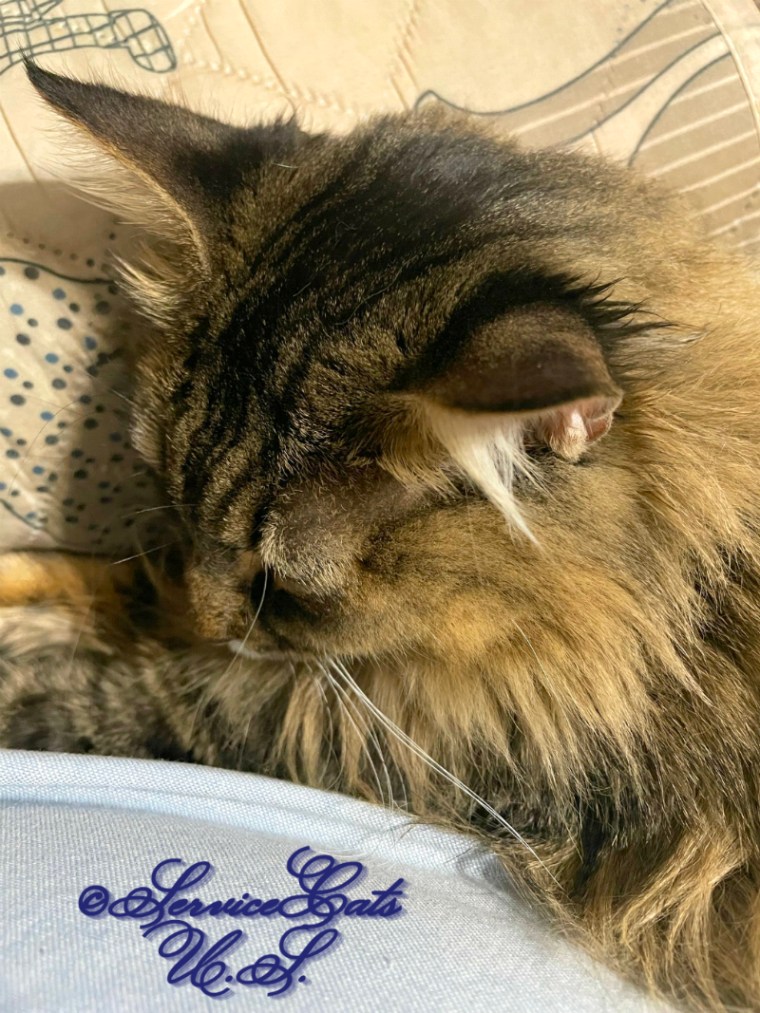 Zebby's sleeping lap selfie