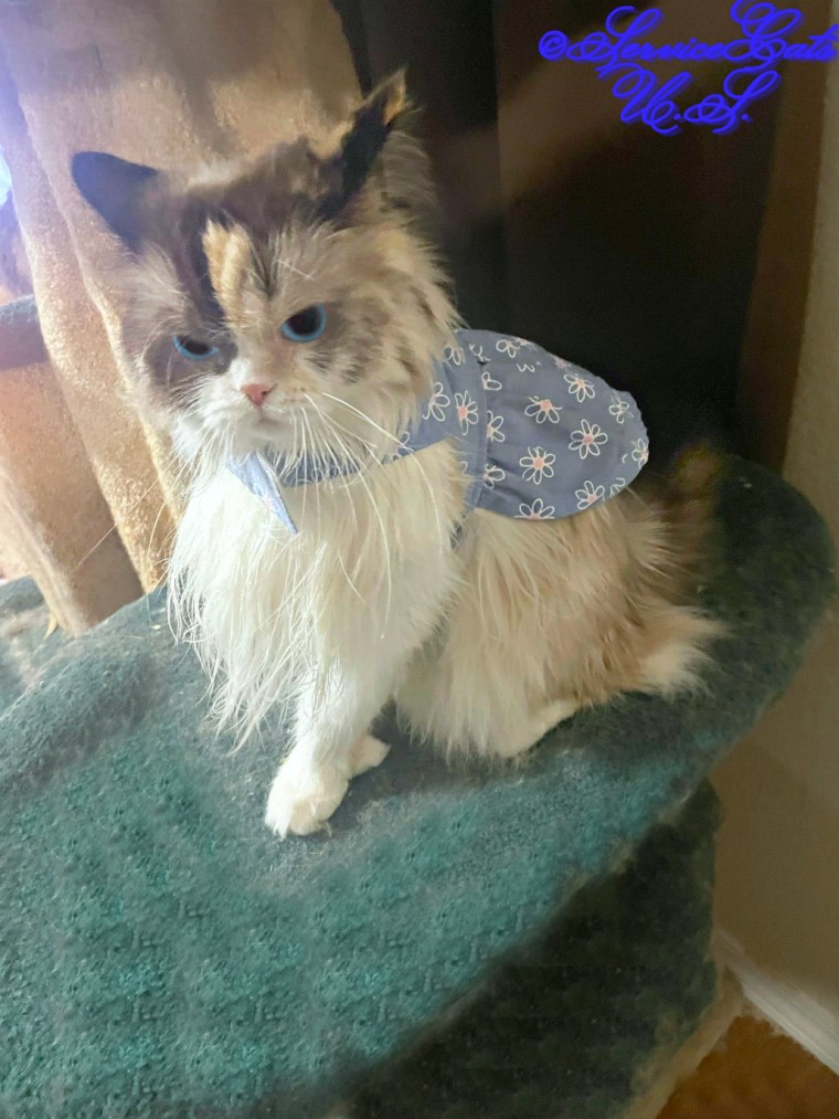 RaenaBelle in her blue dress