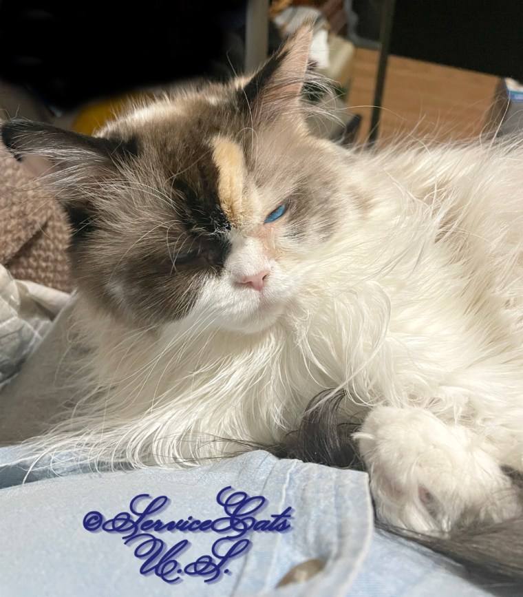 Raena lays in lap with squinty eyes