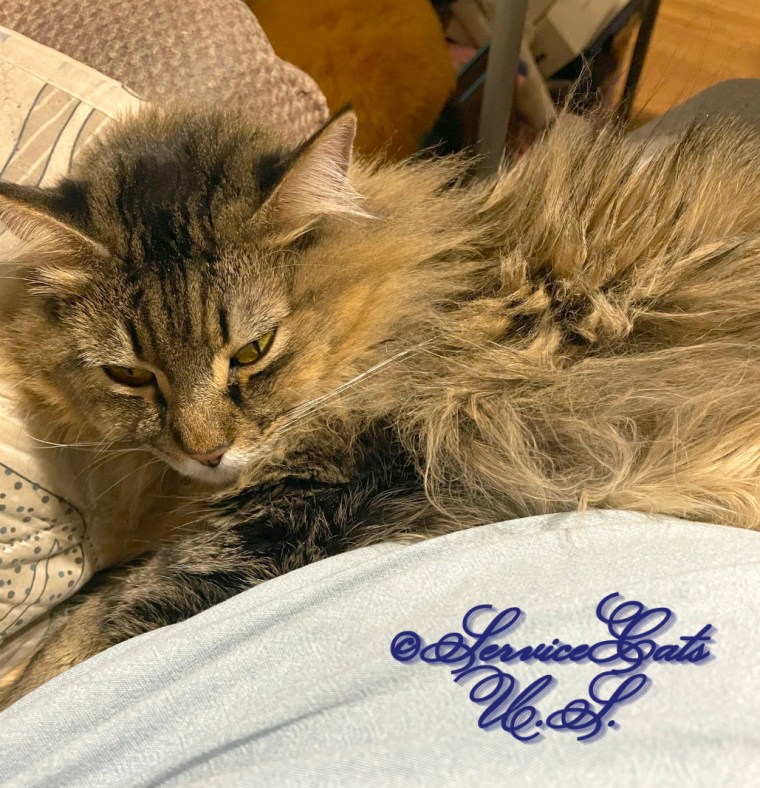 Zebby lays in lap half asleep